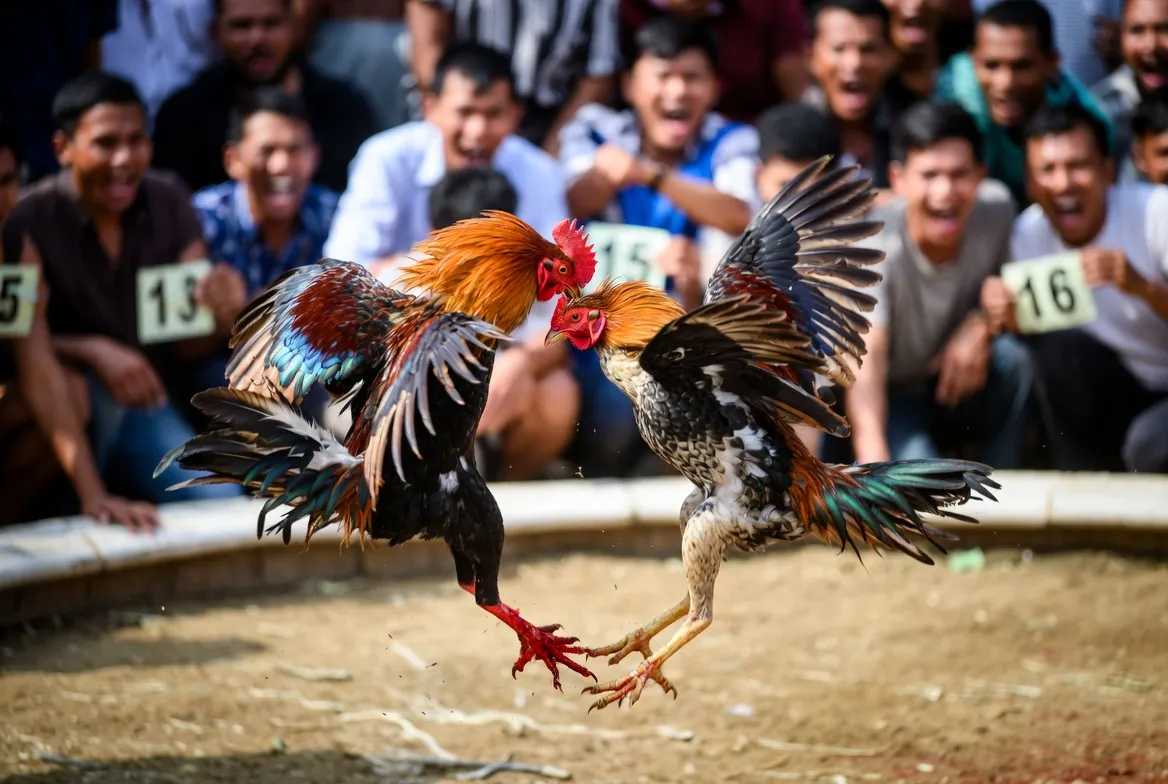 Không khí đấu trường Thomo C5 kịch tính