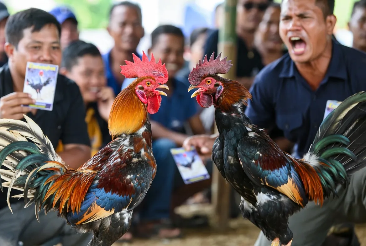 Trận đá gà trực tiếp Thomo C5 siêu cup