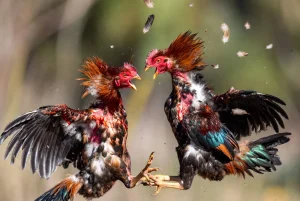 Đá Gà Trực Tiếp Thomo: Trải Nghiệm Đầy Hấp Dẫn