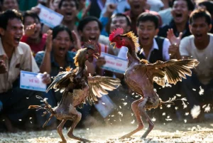 Khám Phá Đá Gà Trực Tiếp Thomo: Trải Nghiệm Đỉnh Cao Trong Thế Giới Đá Gà