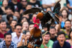 Khám Phá Đá Gà Trực Tiếp Thomo: Từ Giai Đoạn Tập Đến Phòng Ngừa Chấn Thương