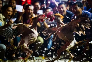 Đá Gà Trực Tiếp Thomo: Khám Phá Thế Giới Đá Gà Đỉnh Cao