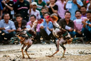 Đá Gà Trực Tiếp Thomo: Cải Thiện Trải Nghiệm Đá Gà